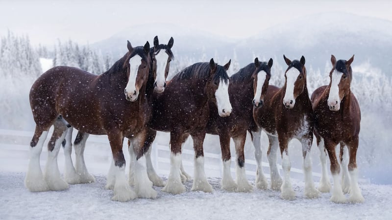 The teaser shows the brewery amid a blizzard and the Clydesdales emerging from their stables.