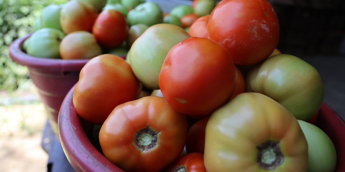Alabama Fruit and Vegetable Growers’ Association says end of Mexico tomato agreement is a win for Alabama farmers