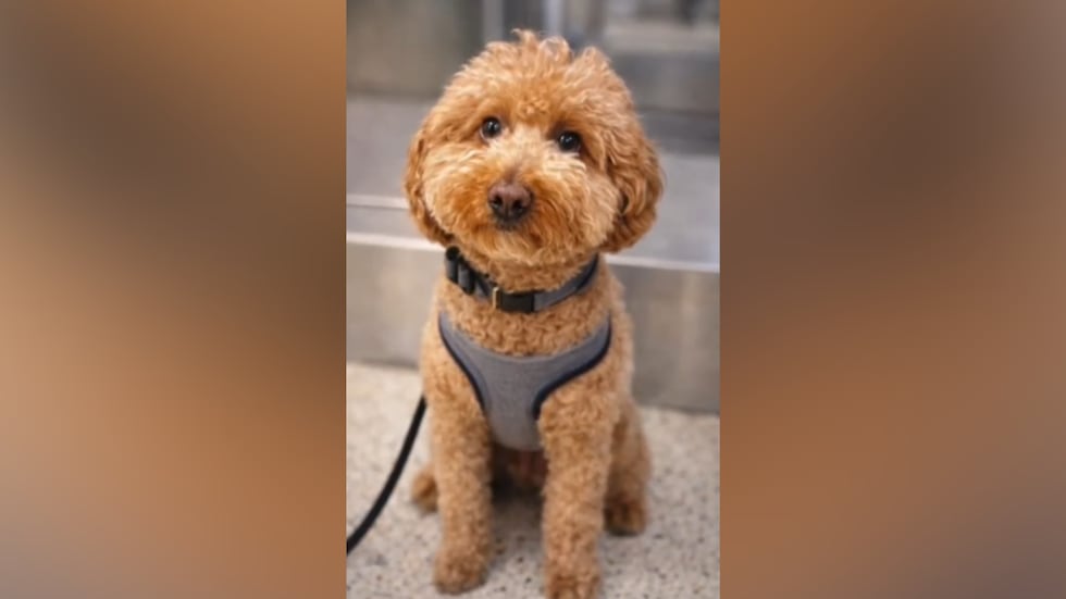 Dog abandoned at Las Vegas airport sees thousands of adoption applications.