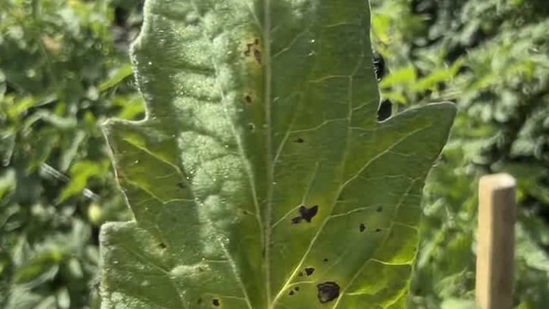 Tomato virus affects Alabama