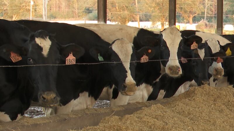Lewis Family Dairy's cow population soared as it adopted new technologies and practices.