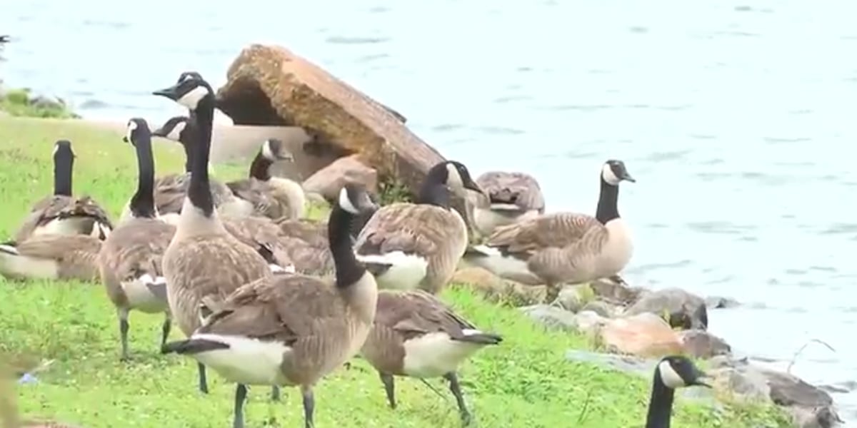HOA votes to euthanize hundreds of geese in north Alabama neighborhood
