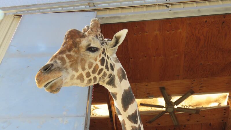 A giraffe named Ozzie has died in Las Vegas after an early morning fall at an animal sanctuary.