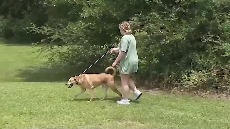 Experts say knowing the warning signs of overheating can protect pets during extreme heat.