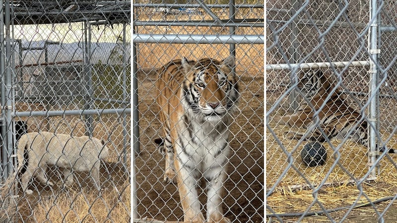 Nye County deputies seized seven tigers from a home in Pahrump on Wednesday.