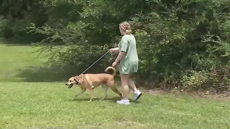 Experts say knowing the warning signs of overheating can protect pets during extreme heat.