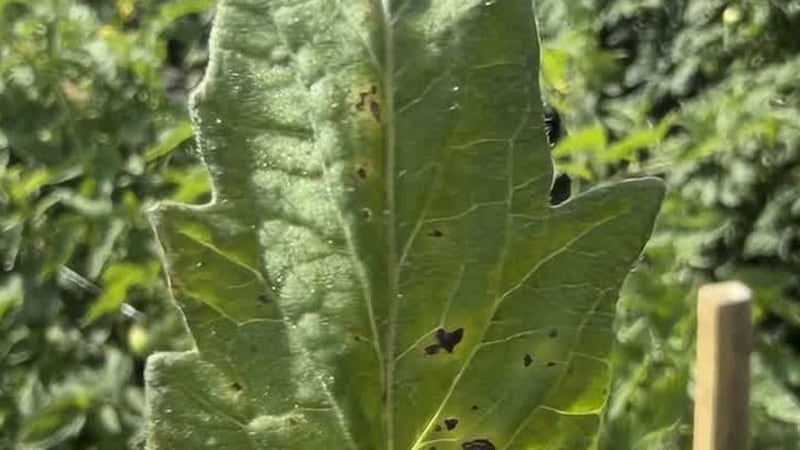 Tomato virus affects Alabama