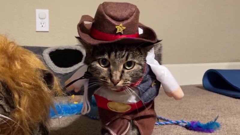 One Minnesota woman experienced every pet owner’s worst nightmare: having their four-legged...
